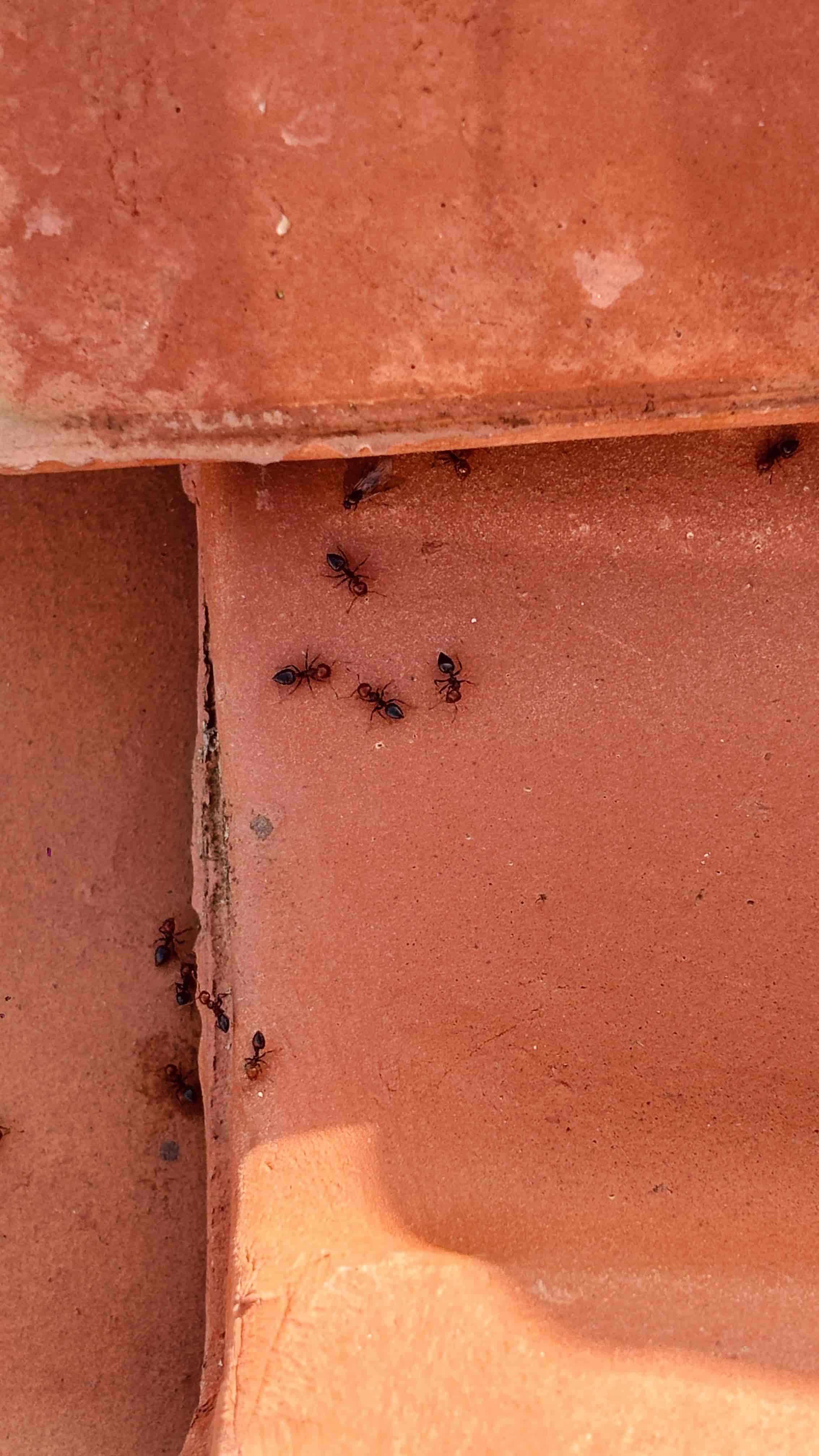 Traitement des fourmis charpentières pour sécuriser les charpentes en bois en Aquitaine.